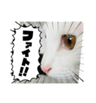 ♡おもちま♡（個別スタンプ：5）