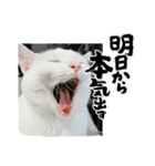 ♡おもちま♡（個別スタンプ：10）