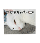 ♡おもちま♡（個別スタンプ：11）