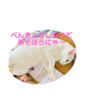 ♡おもちま♡（個別スタンプ：12）