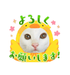 ♡おもちま♡（個別スタンプ：13）