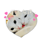 ♡おもちま♡（個別スタンプ：20）