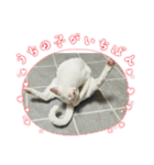 ♡おもちま♡（個別スタンプ：22）