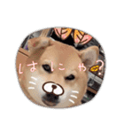 dog shibaken moka（個別スタンプ：3）