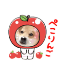 dog shibaken moka（個別スタンプ：4）