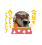 dog shibaken moka（個別スタンプ：5）