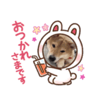 dog shibaken moka（個別スタンプ：8）