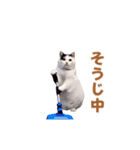 動く！踊る猫ミーム！(パート20)（個別スタンプ：1）