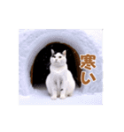 動く！踊る猫ミーム！(パート20)（個別スタンプ：13）