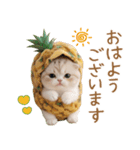 パイナップル帽 スコティッシュ猫 敬語（個別スタンプ：1）