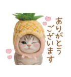 パイナップル帽 スコティッシュ猫 敬語（個別スタンプ：5）