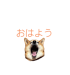 今日のはち君 柴犬スタンプ（個別スタンプ：1）