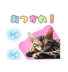 ベンガルキャットの子猫スタンプ（個別スタンプ：6）