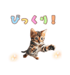 ベンガルキャットの子猫スタンプ（個別スタンプ：19）