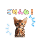 ベンガルキャットの子猫スタンプ（個別スタンプ：22）