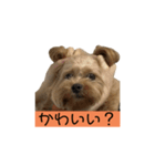ロジェスタンプ（個別スタンプ：11）