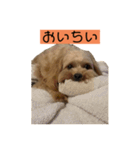 ロジェスタンプ（個別スタンプ：16）