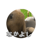 そいちゃ〜実写版〜（個別スタンプ：32）