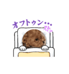 マルプーのふうやん【日常使い用】（個別スタンプ：7）