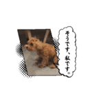 マルプーのふうやん【日常使い用】（個別スタンプ：8）