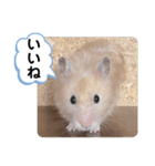 可愛いこつぶの日常4（個別スタンプ：1）
