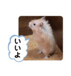 可愛いこつぶの日常4（個別スタンプ：2）