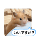 可愛いこつぶの日常4（個別スタンプ：5）