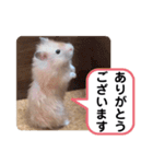 可愛いこつぶの日常4（個別スタンプ：8）