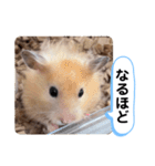 可愛いこつぶの日常4（個別スタンプ：9）