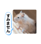 可愛いこつぶの日常4（個別スタンプ：10）