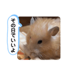 可愛いこつぶの日常4（個別スタンプ：11）