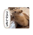 可愛いこつぶの日常4（個別スタンプ：12）