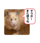 可愛いこつぶの日常4（個別スタンプ：13）