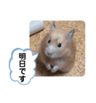 可愛いこつぶの日常4（個別スタンプ：14）