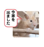 可愛いこつぶの日常4（個別スタンプ：16）
