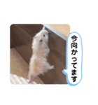 可愛いこつぶの日常4（個別スタンプ：22）