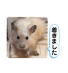 可愛いこつぶの日常4（個別スタンプ：23）