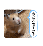可愛いこつぶの日常4（個別スタンプ：25）