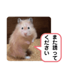 可愛いこつぶの日常4（個別スタンプ：29）