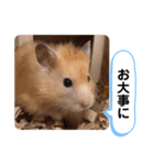 可愛いこつぶの日常4（個別スタンプ：31）