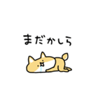 しょぼい柴犬（個別スタンプ：20）