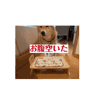 今日のはち君 柴犬スタンプ（個別スタンプ：13）