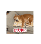 今日のはち君 柴犬スタンプ（個別スタンプ：15）