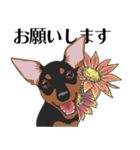 ミニピンと犬の日キャンペーン（bt）（個別スタンプ：11）