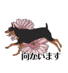 ミニピンと犬の日キャンペーン（bt）（個別スタンプ：20）