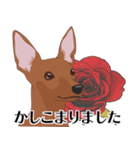 ミニピンと犬の日キャンペーン（red）（個別スタンプ：9）