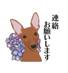 ミニピンと犬の日キャンペーン（red）（個別スタンプ：21）