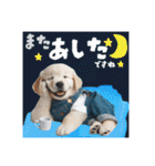 可愛いゴールデン仔犬のサロペット（敬語）（個別スタンプ：19）