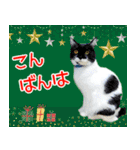 ミツ夫さんの日常スタンプ-秋冬ver.-（個別スタンプ：9）