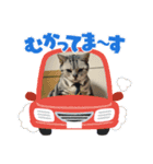 虎さん ver.1（個別スタンプ：4）